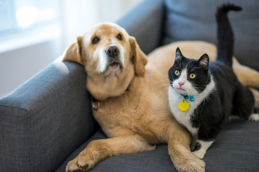 Dog Walking / Pet Check-Ins